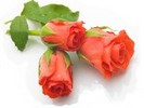 image of roses